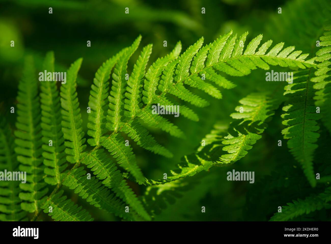Beautiful close-up of a green fern frond, suitable as a natural green background texture Stock Photo