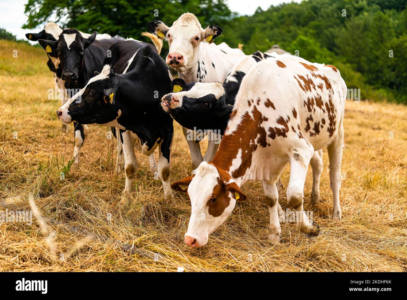 Group of adolescent bulls (Holstein Friesian cattle) on a pasture
