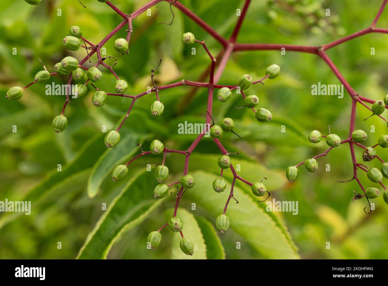 Closed green flower buds of a common elder or elderberry shrub