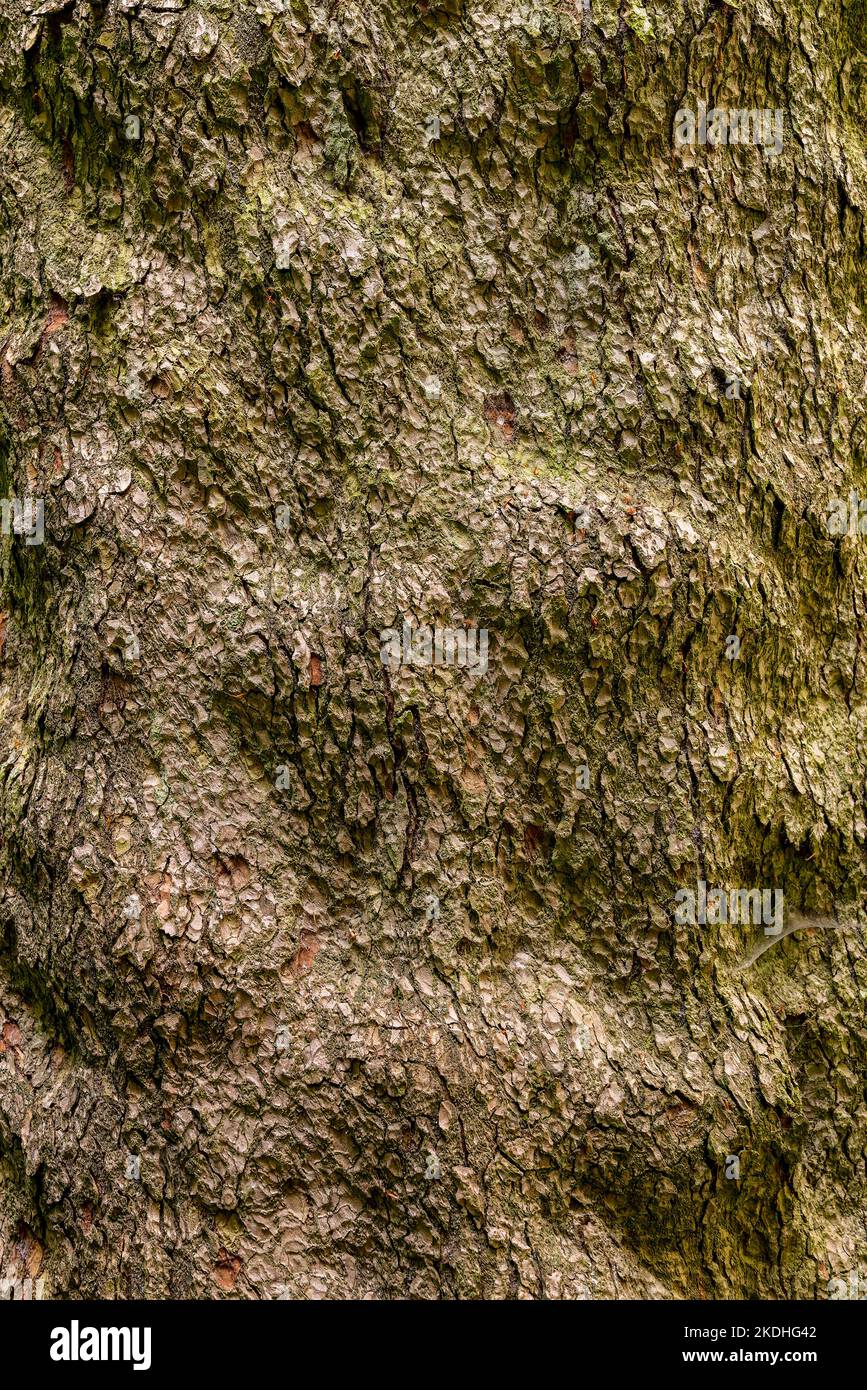 Close-up of the bark of a mighty old silver fir (Abies alba) Stock Photo