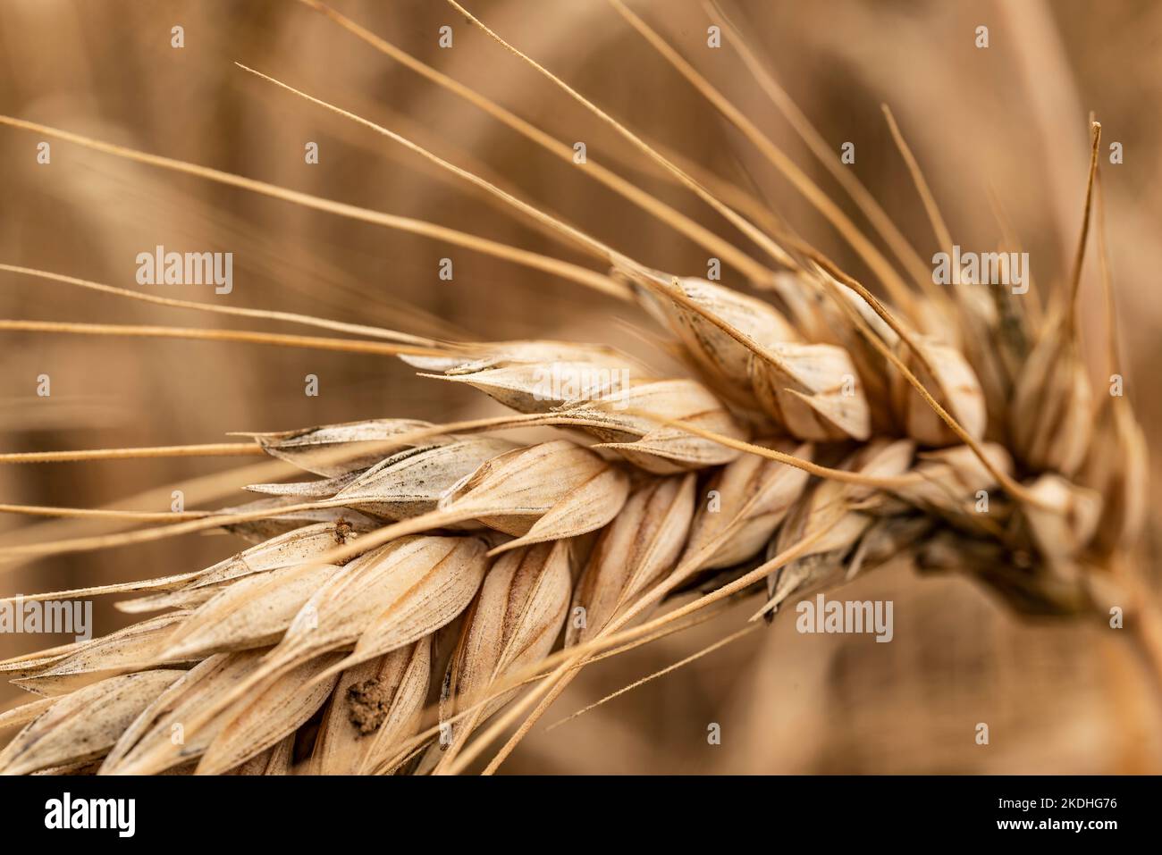 Macro photo of a wheat ear with beautiful spread awns in front of golden wheat field Stock Photo