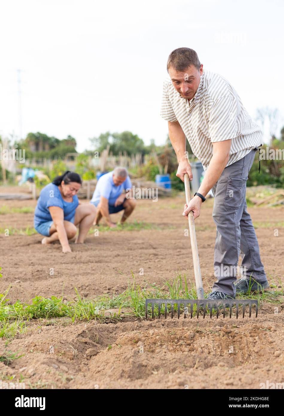 Focused man raking soil in vegetable bed in family garden Stock Photo ...