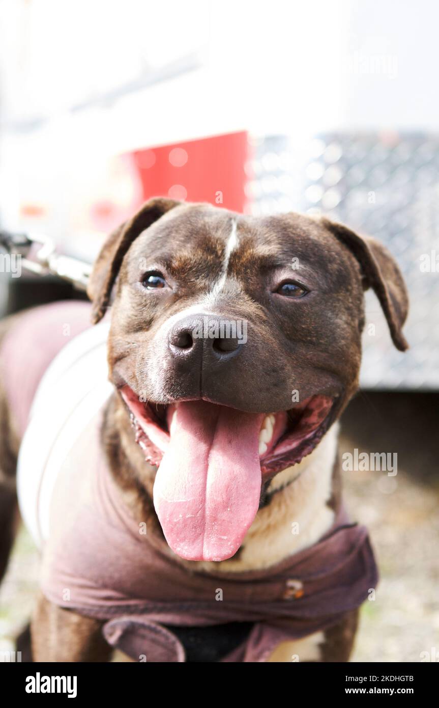 Top local pitbull rescue Flash Sales A happy pitbull with tongue hanging out enjoying a walk in the sun at a local animal rescue Stock Photo Alamy
