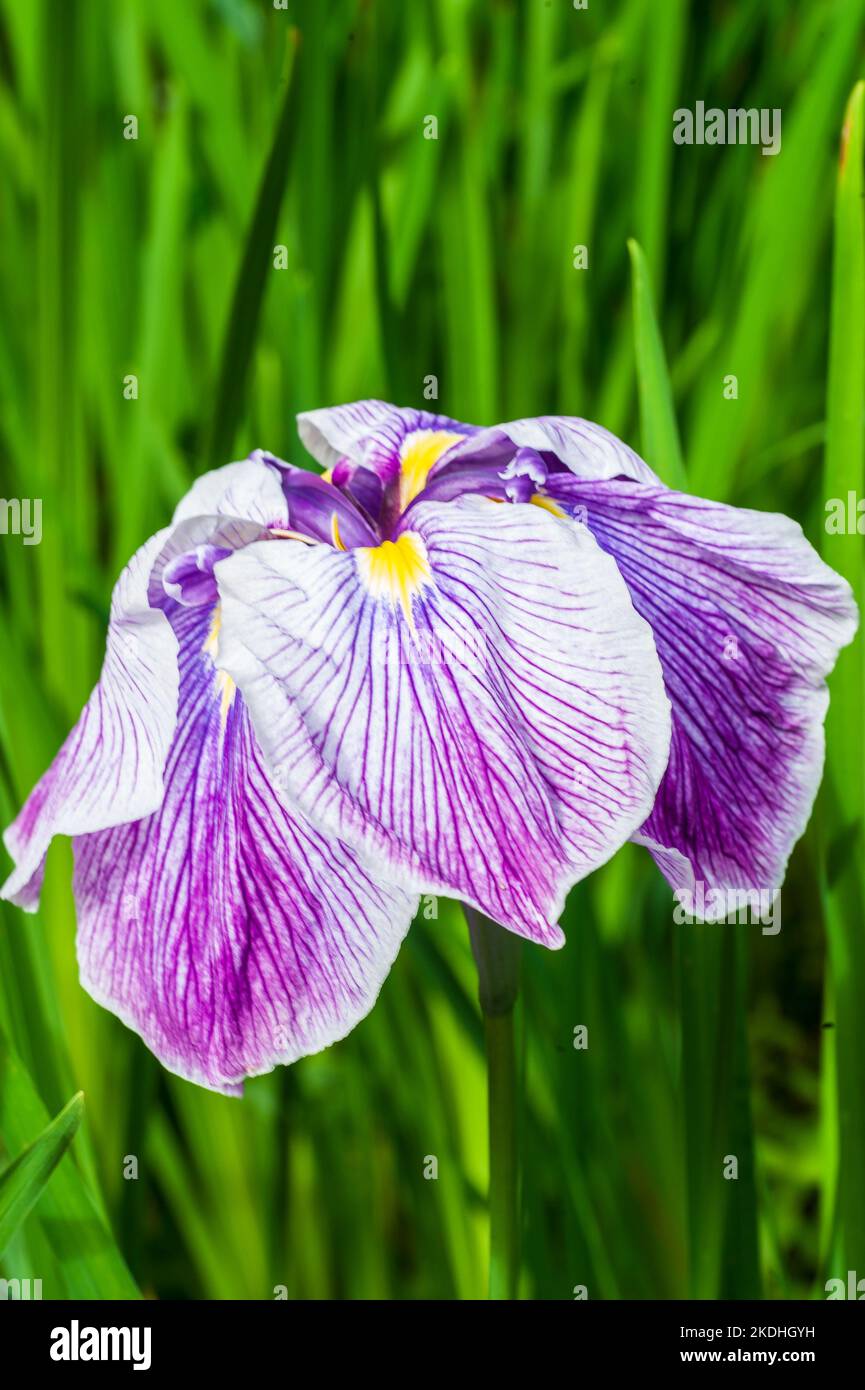 Irises at Shore Acres State Park on the southern Oregon Coast Stock