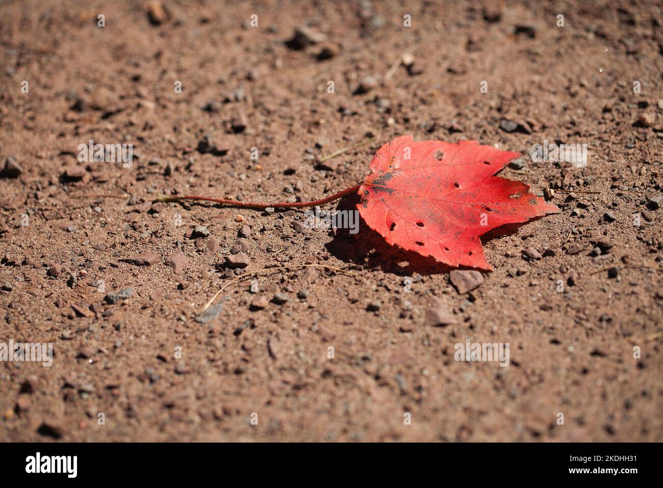 Autumn single red maple leaf isolated on the dirt road. Lone red maple leaf on the ground in the fall season. Stock Photo
