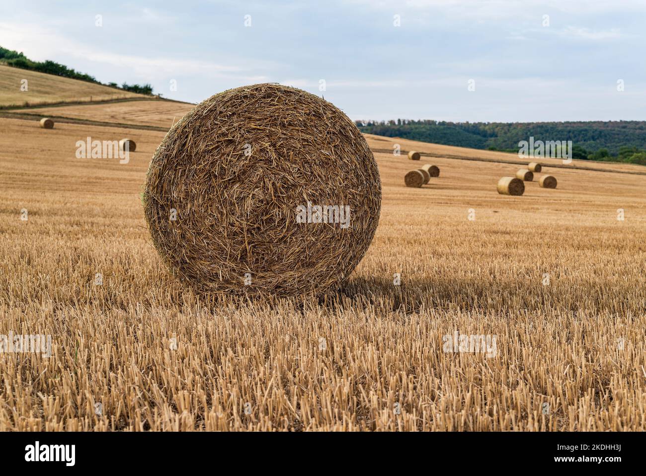 Close-up of a straw bale lying on a harvested stubble field Stock Photo ...