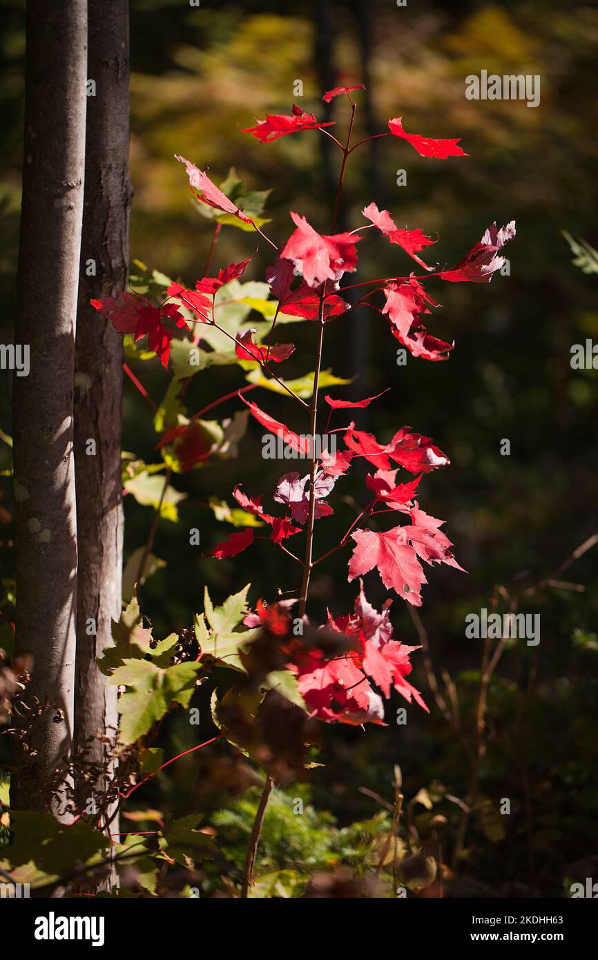 Bright and colorful red maple leaves in the fall season. Acer rubrum. Autumn colors of red maple leaves in the forest. Stock Photo