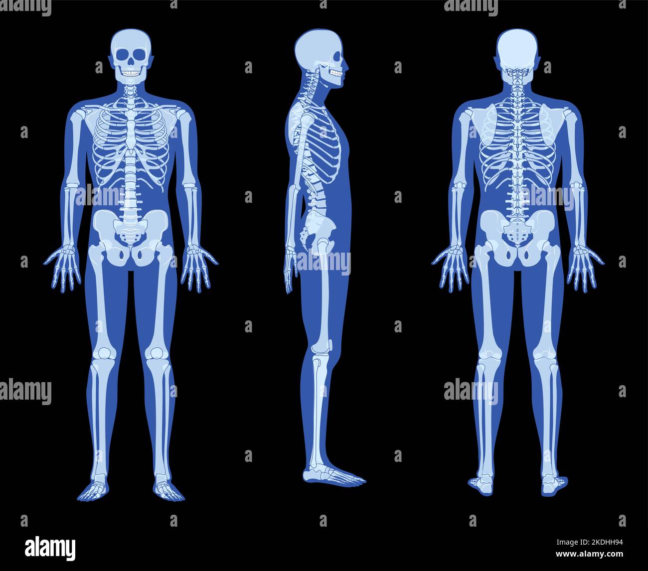 Set of X-Ray Skeleton Human body - hands, legs, chests, heads, vertebra, Bones adult people roentgen front back side view. 3D realistic flat blue color Vector illustration of medical anatomy isolated Stock Vector