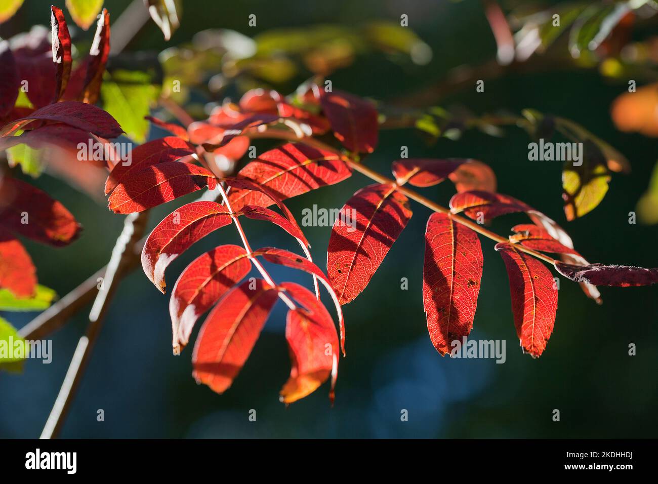 Bright red Sorbus leaves against a blurred background in the fall season. Woodland autumn colored Sorbus leaves. The season of colors in the forest. Stock Photo