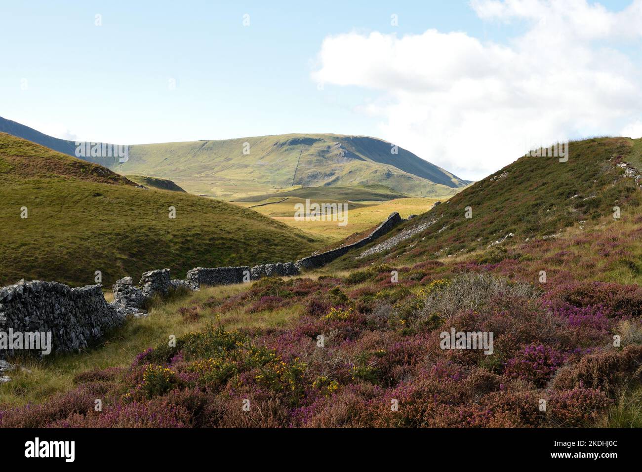 Snowdonia Wales Heather Hi res Stock Photography And Images Alamy snowdonia-wales-heather-hi-res-stock-photography-and-images-alamy