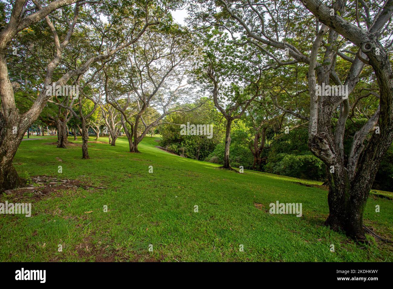 The Bicentennial Park, also called The Esplanade, is a large parkland located in Darwin city centre. Stock Photo