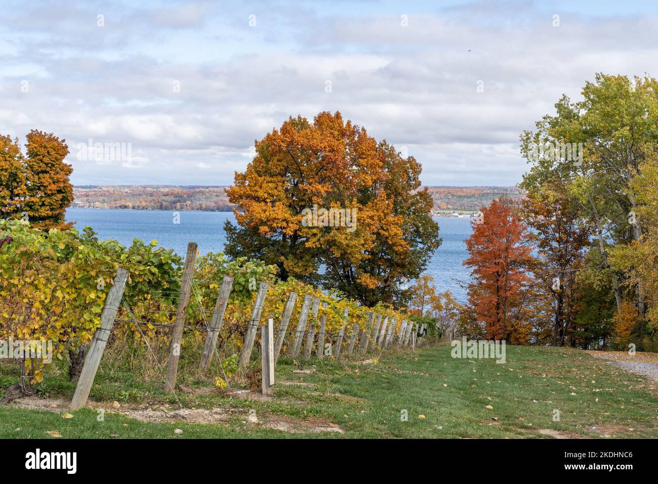 Finger Lakes Vineyard with beautiful Autumn Colors on Cayuga Lake near Ithaca, New York Stock Photo