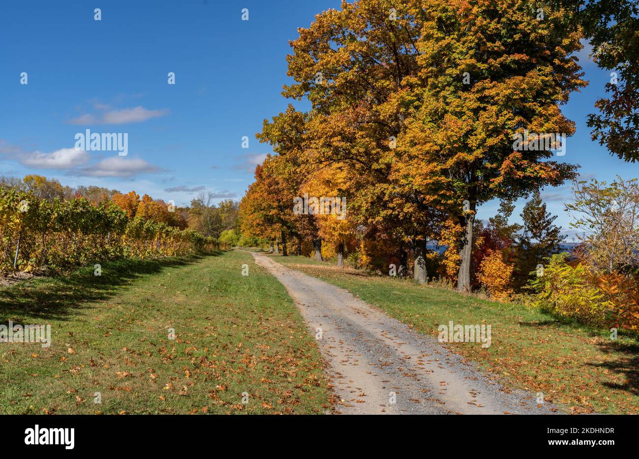 Finger Lakes Vineyard with beautiful Autumn Colors on Cayuga Lake near Ithaca New York Stock Photo