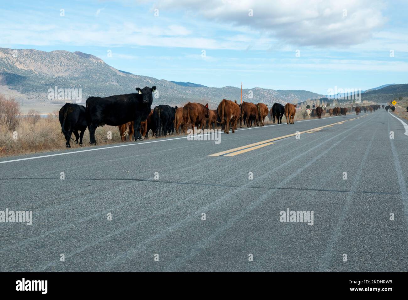 The Hunewill Ranch Cattle Drive happens every year in November out of