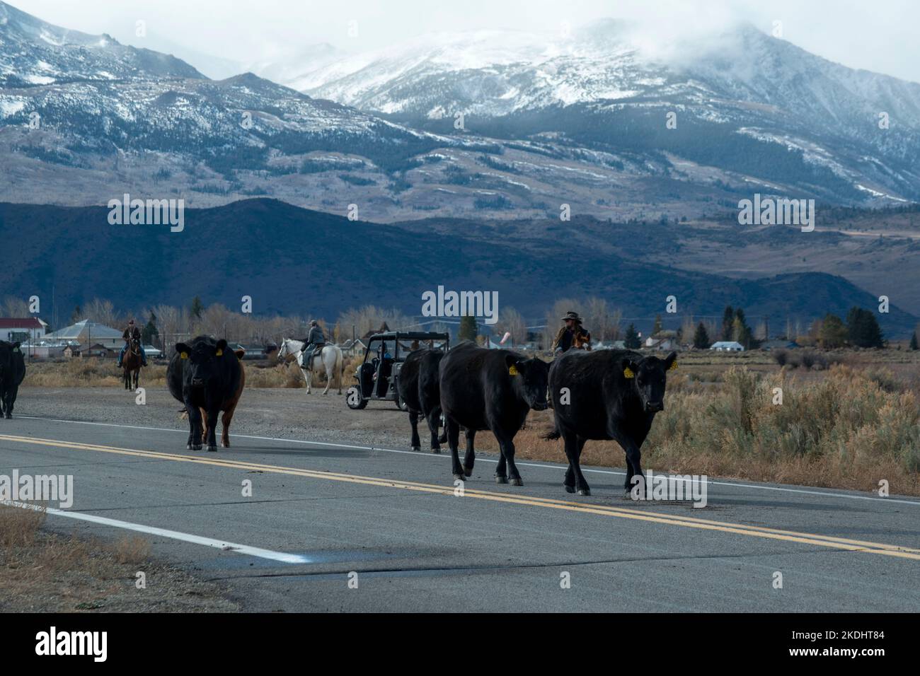 The Hunewill Ranch Cattle Drive happens every year in November out of