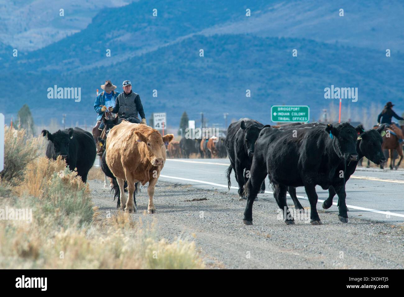 The Hunewill Ranch Cattle Drive happens every year in November out of