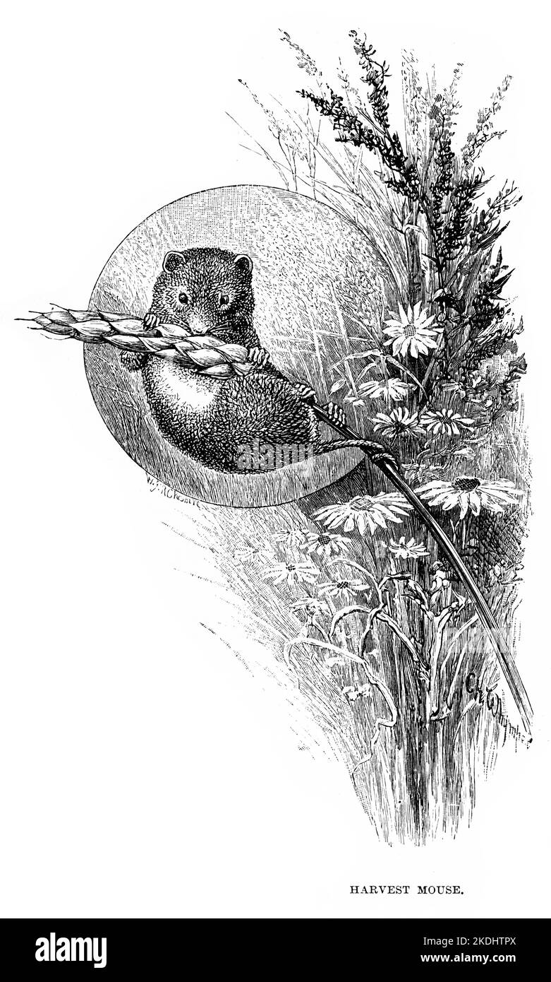 Engraving of an English harvest mouse,  Micromys; minutus, circa 1880 Stock Photo