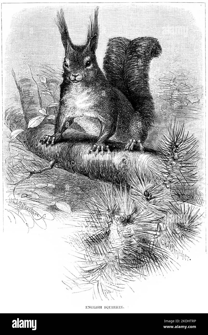 Engraving of an English squirrel, Sciurus vulgaris, circa 1880 Stock Photo
