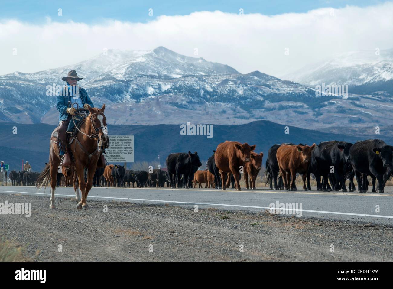 The Hunewill Ranch Cattle Drive happens every year in November out of