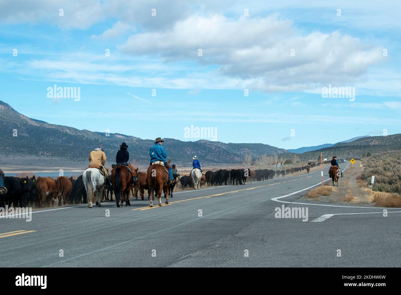 The Hunewill Ranch Cattle Drive happens every year in November out of