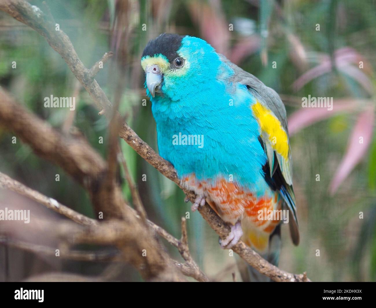 Delightful engaging male Golden-shouldered Parrot with bright eyes and spectacular plumage. Stock Photo