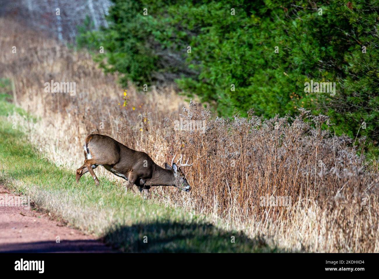 White-tailed deer buck (odocoileus virginianus) on the scent of a doe during the rut, horizontal Stock Photo