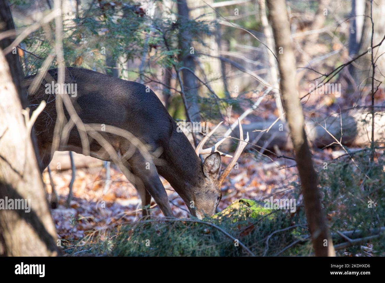 White-tailed deer buck (odocoileus virginianus) on the scent of a doe during the rut, horizontal Stock Photo