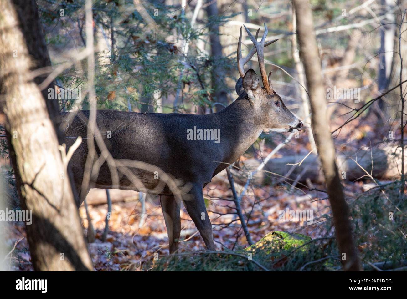 White-tailed deer buck (odocoileus virginianus) standing in a Wisconsin forest, horizontal Stock Photo