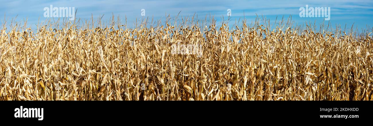 Wisconsin cornfield ready for harvest with copy space, panorama Stock Photo