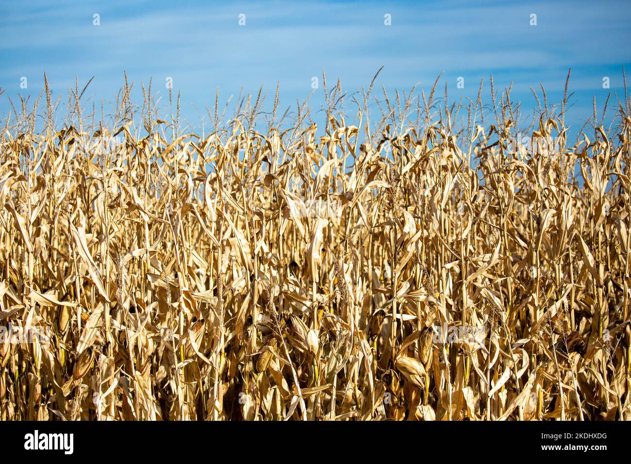 Wisconsin cornfield ready for harvest with copy space, horizontal Stock Photo