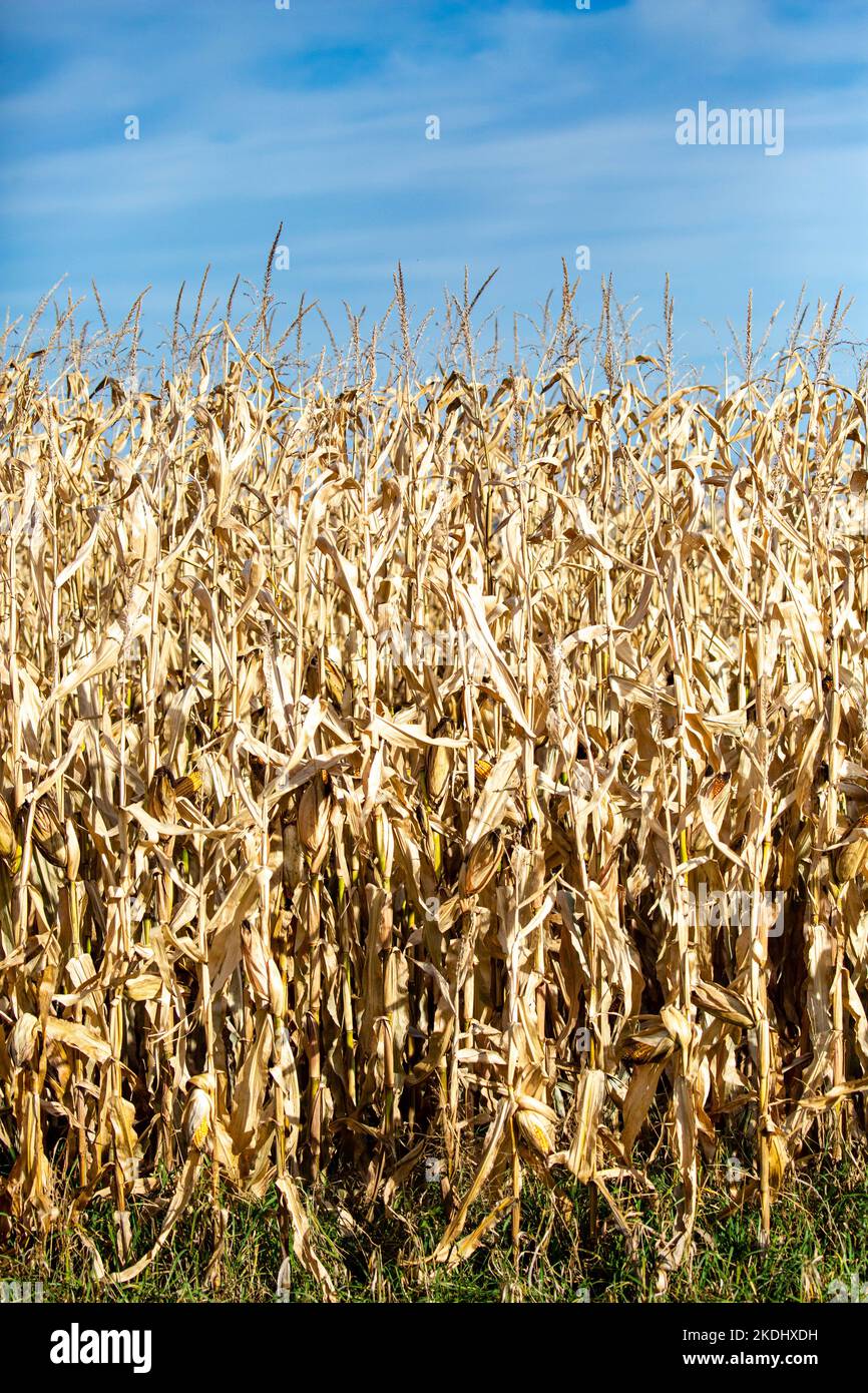 Wisconsin cornfield ready for harvest with copy space, vertical Stock Photo
