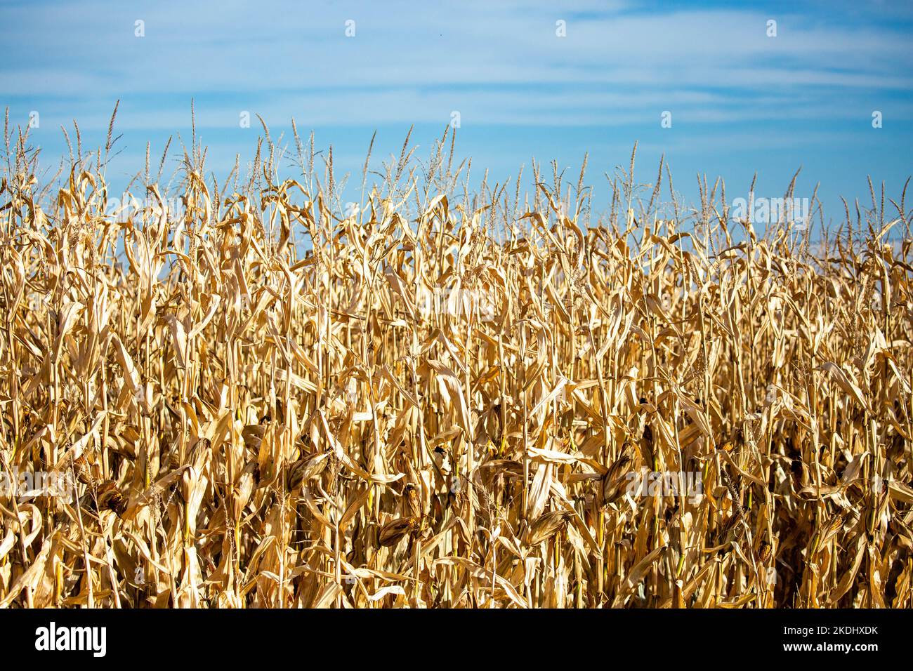 Wisconsin cornfield ready for harvest with copy space, horizontal Stock Photo
