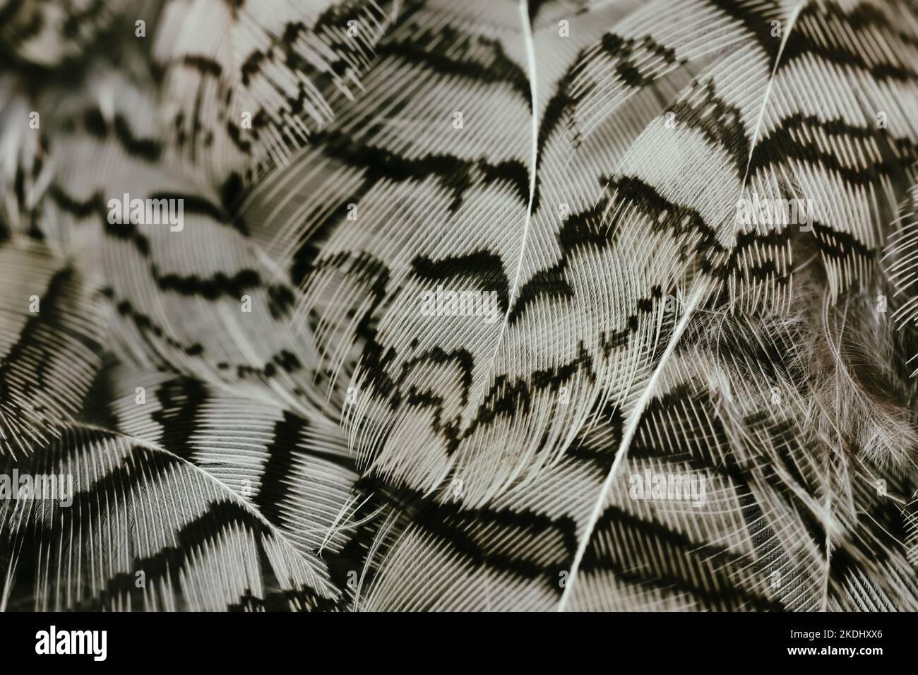Beautiful black and white color quail bird feathers dark seamless lines vintage abstract pattern texture design natural background, wallpaper, image. Stock Photo