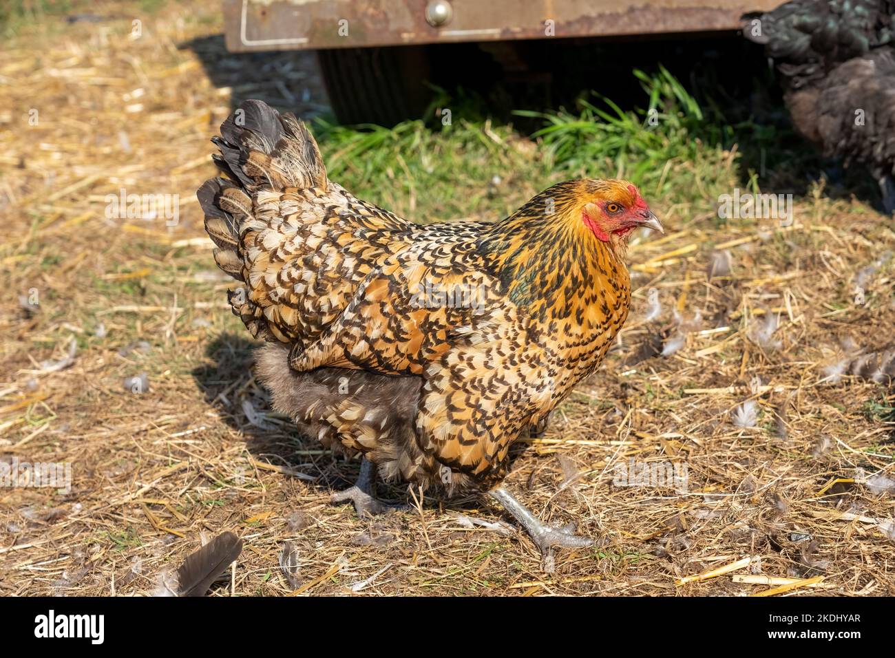 Chimacum, Washington, USA.   Free range Americana hen walking Stock Photo