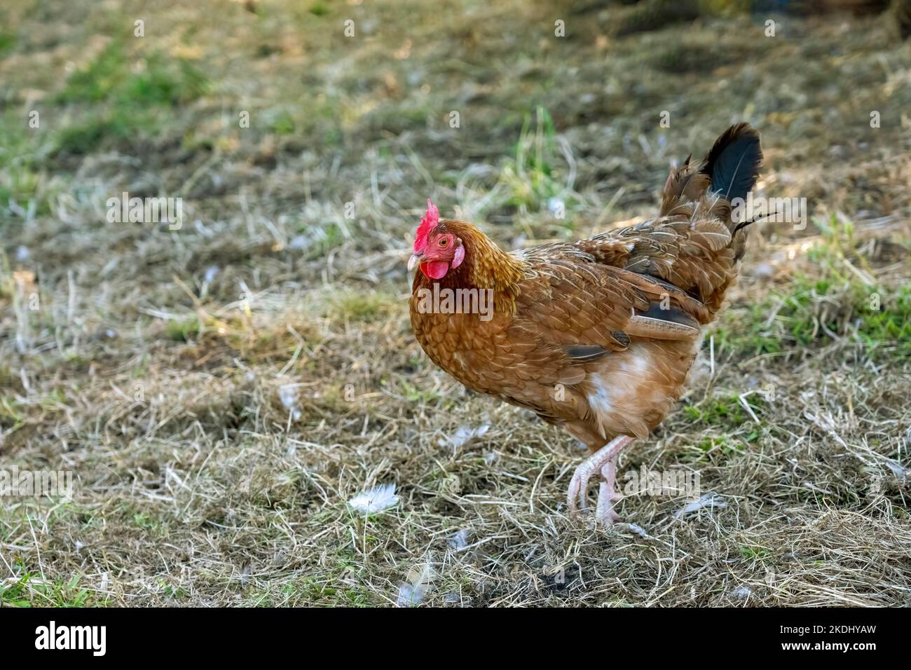 Chimacum, Washington, USA.  Free range Americana hen walking Stock Photo
