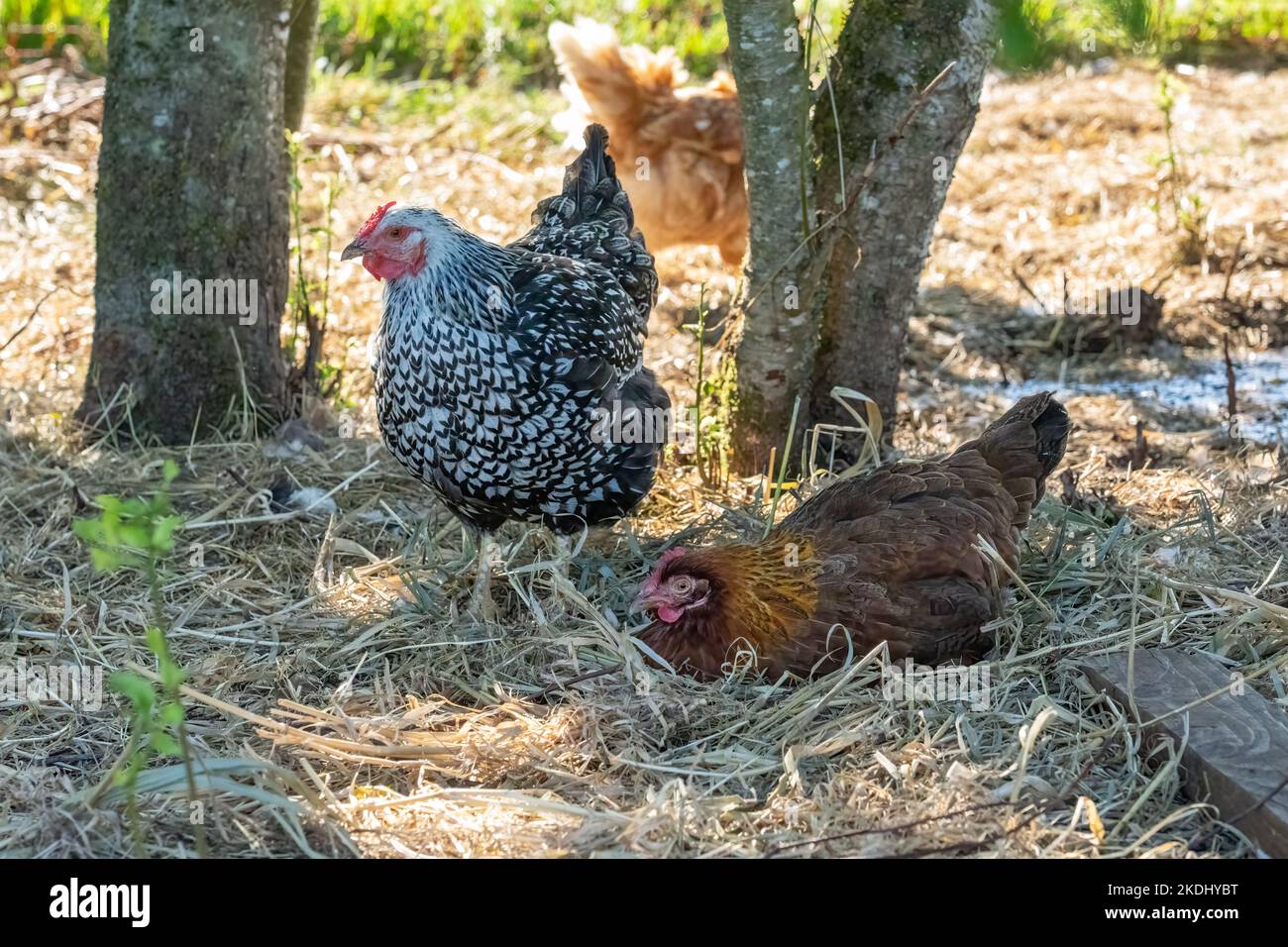 Chimacum, Washington, USA.   Free range Black Laced Silver Wyandotte and Rhode Island Red hens. Stock Photo