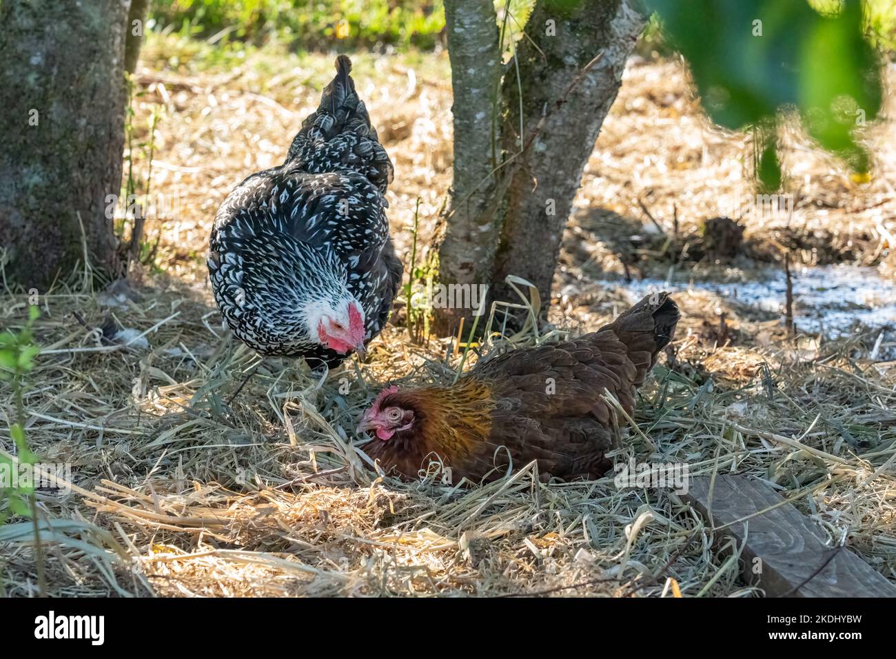 Chimacum, Washington, USA.   Free range Black Laced Silver Wyandotte and Rhode Island Red hens. Stock Photo