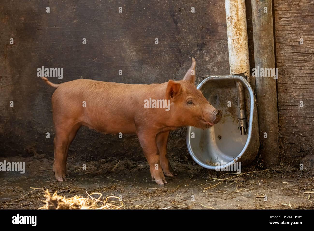 Chimacum, Washington, USA.  Tamworth Pig piglet Stock Photo