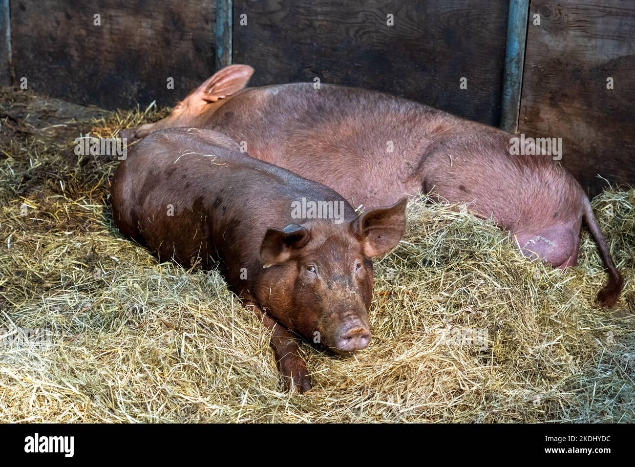 Chimacum, Washington, USA.  Two Tamworth Pig piglets Stock Photo