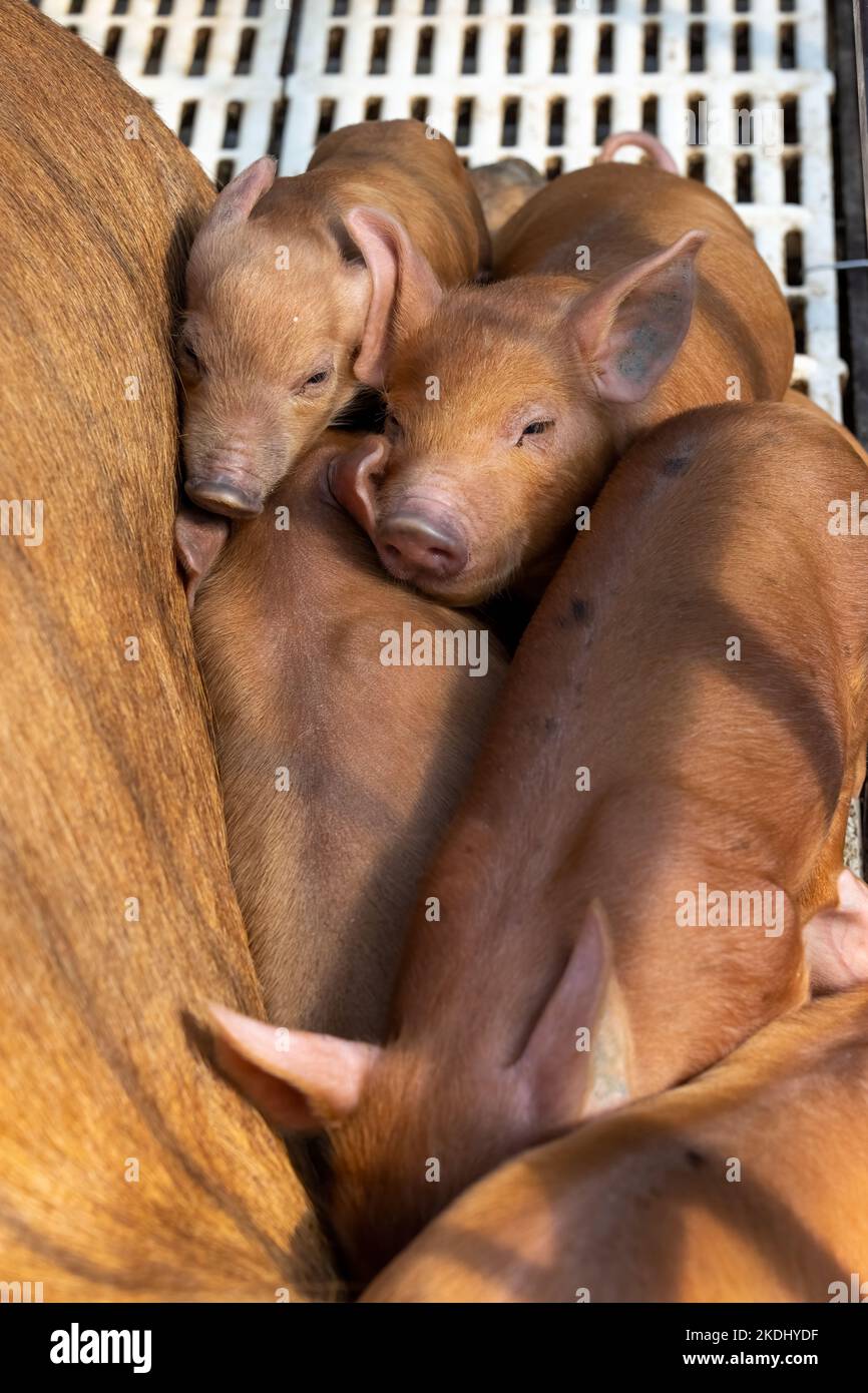 Chimacum, Washington, USA.  Tamworth Pig sow and piglets in a birthing crate Stock Photo