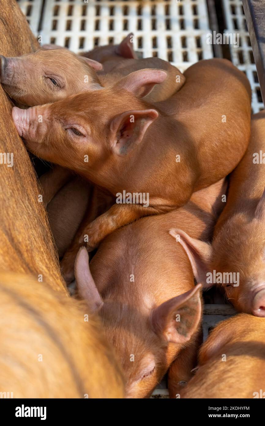 Chimacum, Washington, USA.  Tamworth Pig sow and piglets in a birthing crate Stock Photo