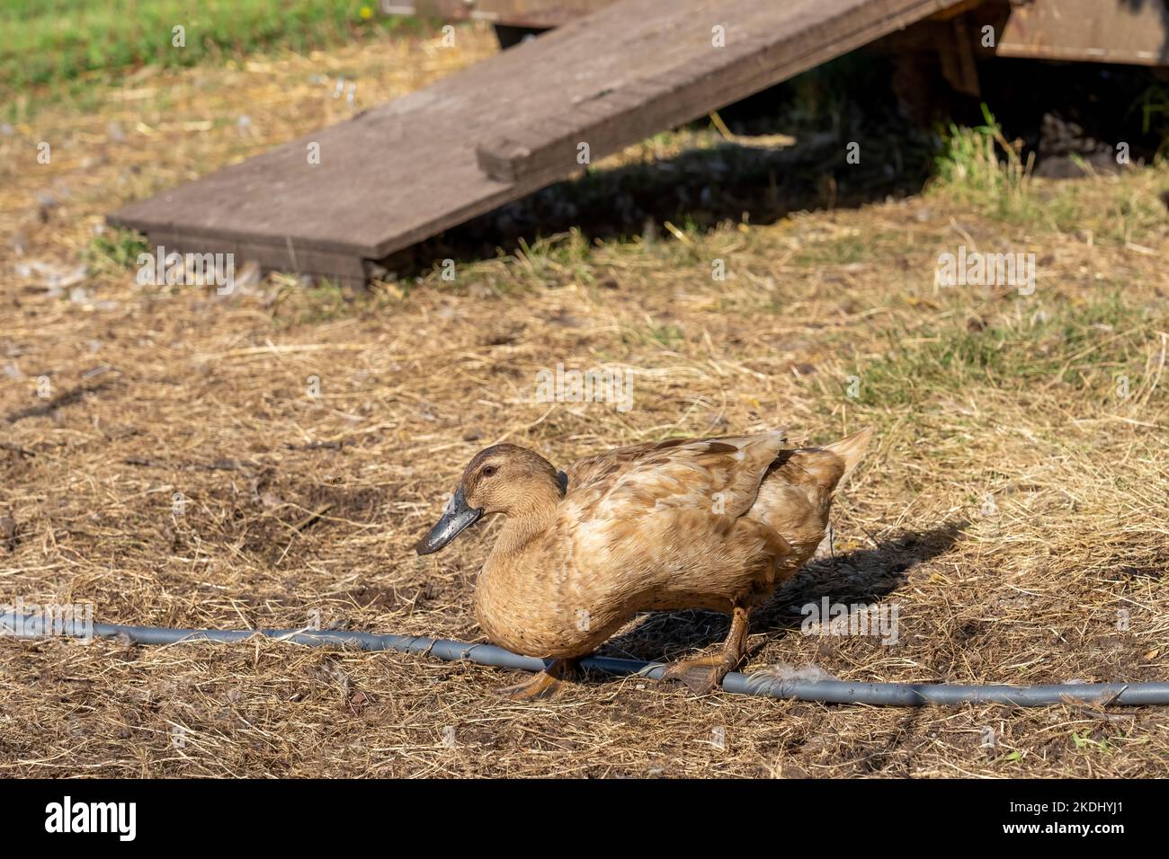 Chimacum, Washington, USA.  Free range Cayuga duck Stock Photo