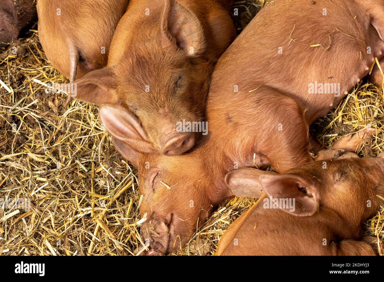 Chimacum, Washington, USA.  Tamworth Pig piglets grouped together sleeping Stock Photo