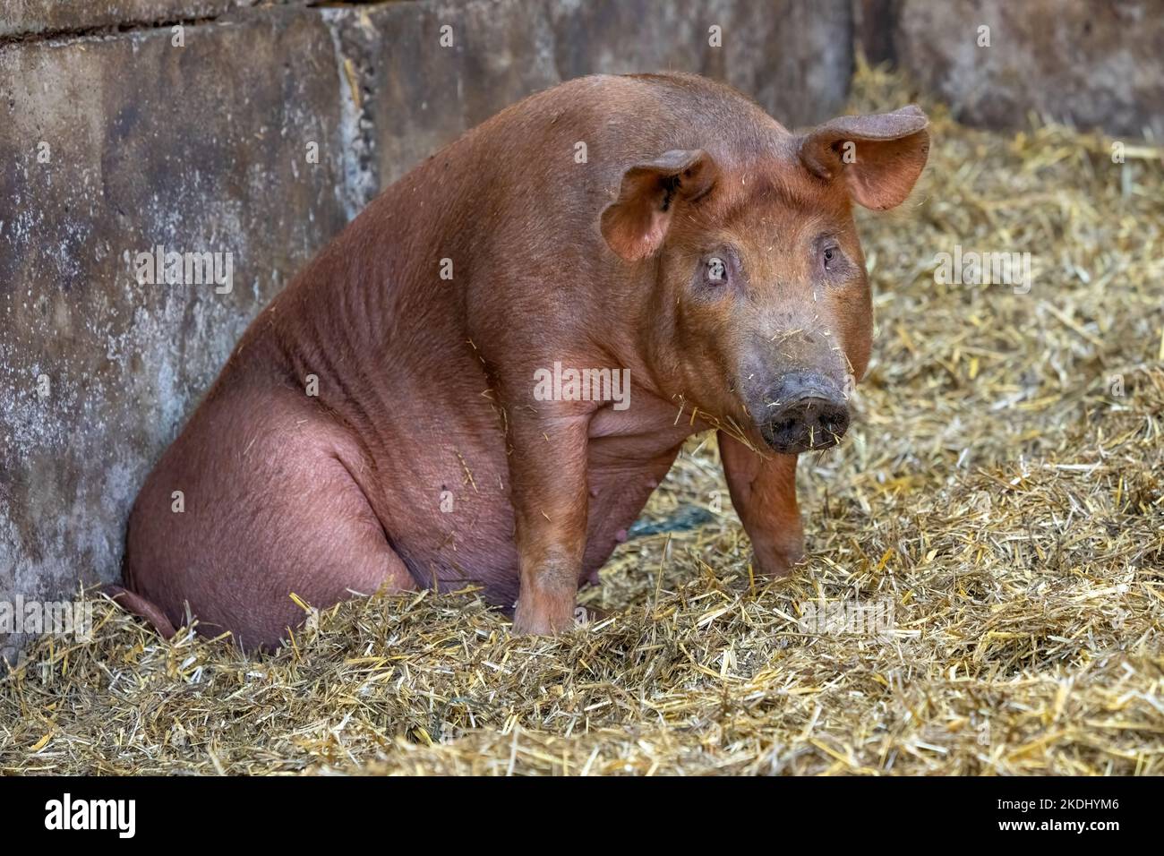 Chimacum, Washington, USA.  Tamworth Piglet sitting Stock Photo