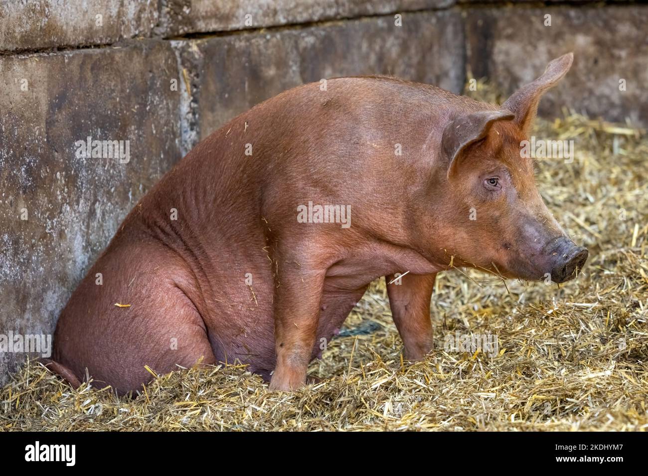 Chimacum, Washington, USA.  Tamworth Piglet sitting Stock Photo