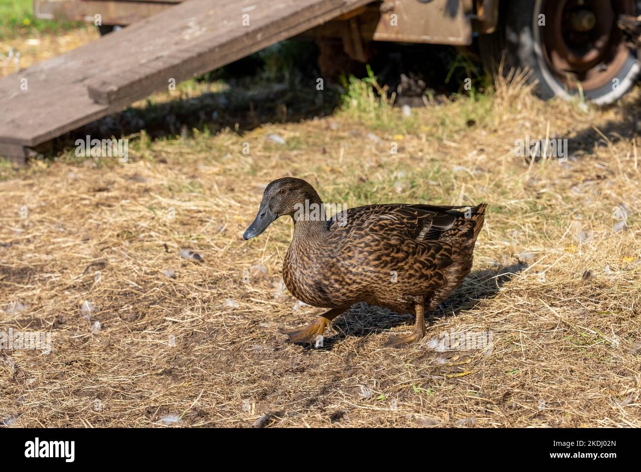 Chimacum, Washington, USA.  Free range Cayuga duck Stock Photo