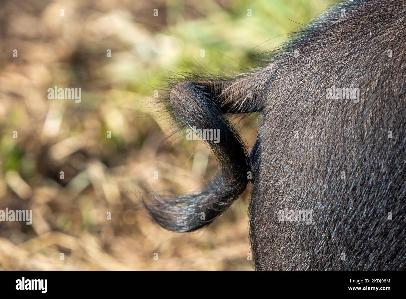 Chimacum, Washington, USA.  Curly tail of an Idaho Pasture Pig Stock Photo