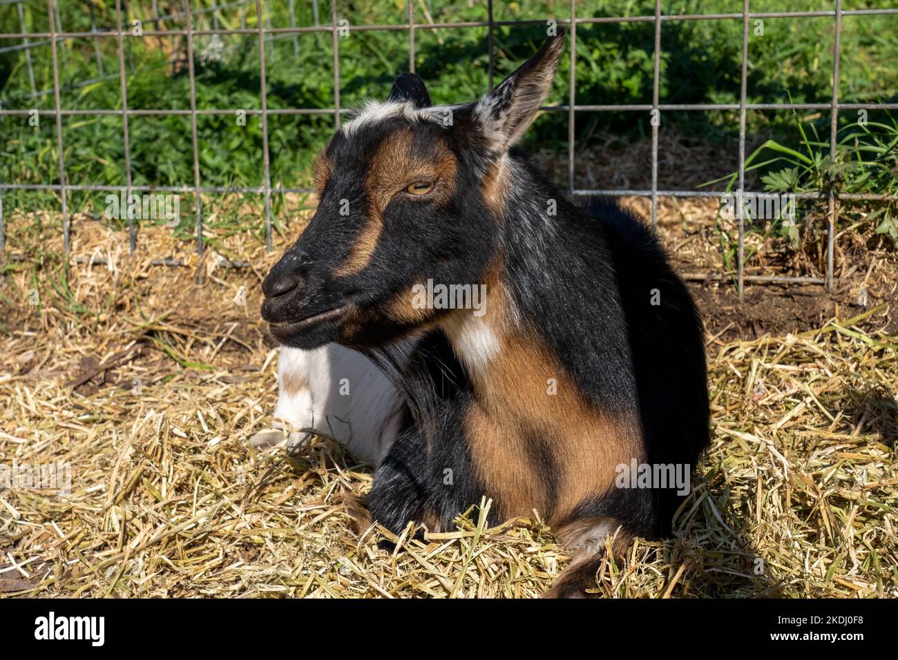 Chimacum, Washington, USA.   Nigerian Dwarf goat resting Stock Photo