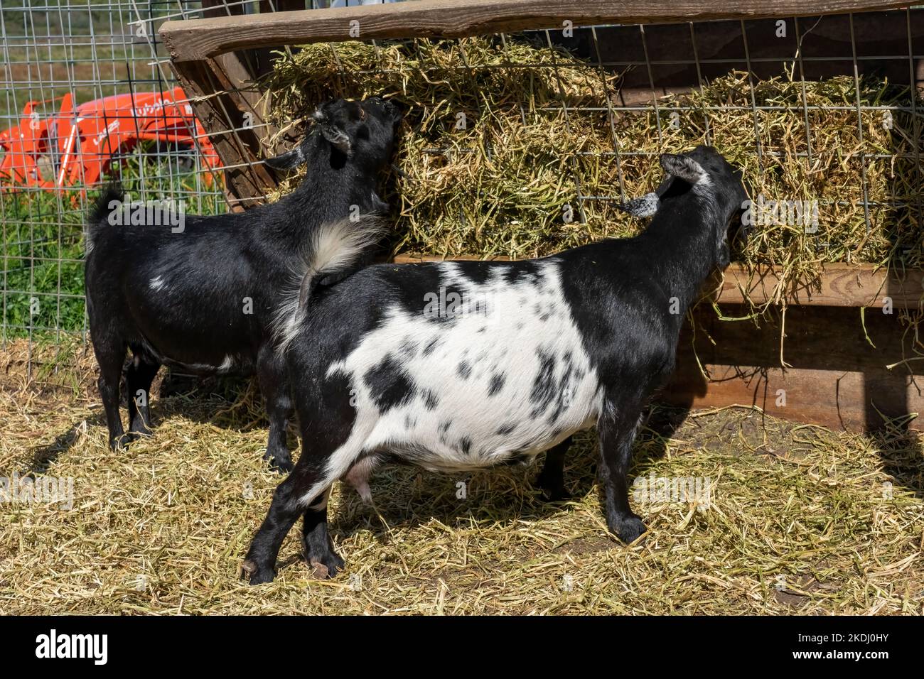 Chimacum, Washington, USA. Nigerian Dwarf goats eating hay Stock Photo