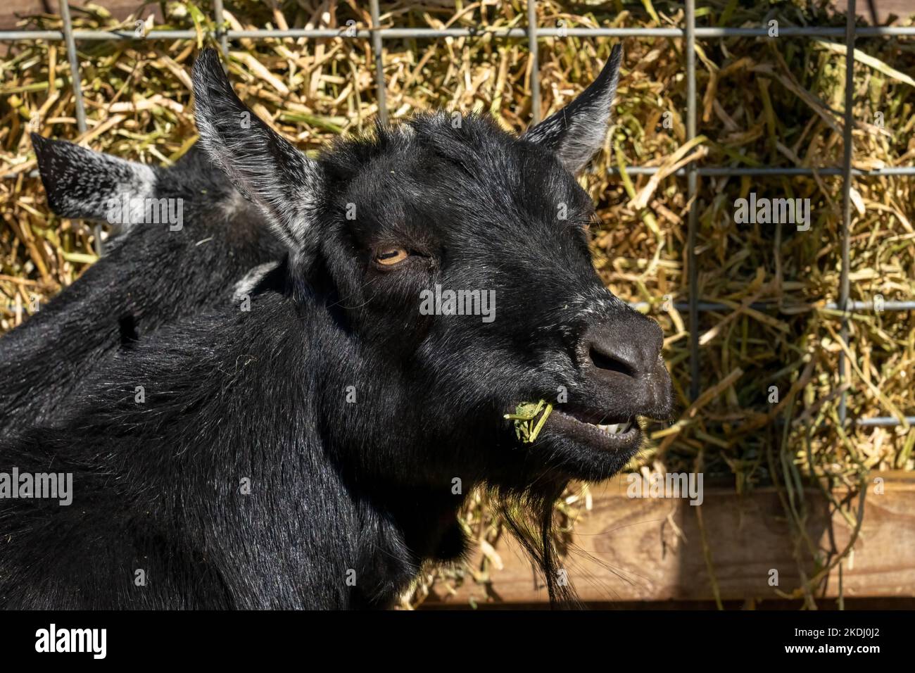 Chimacum, Washington, USA.   Nigerian Dwarf goats eating hay Stock Photo